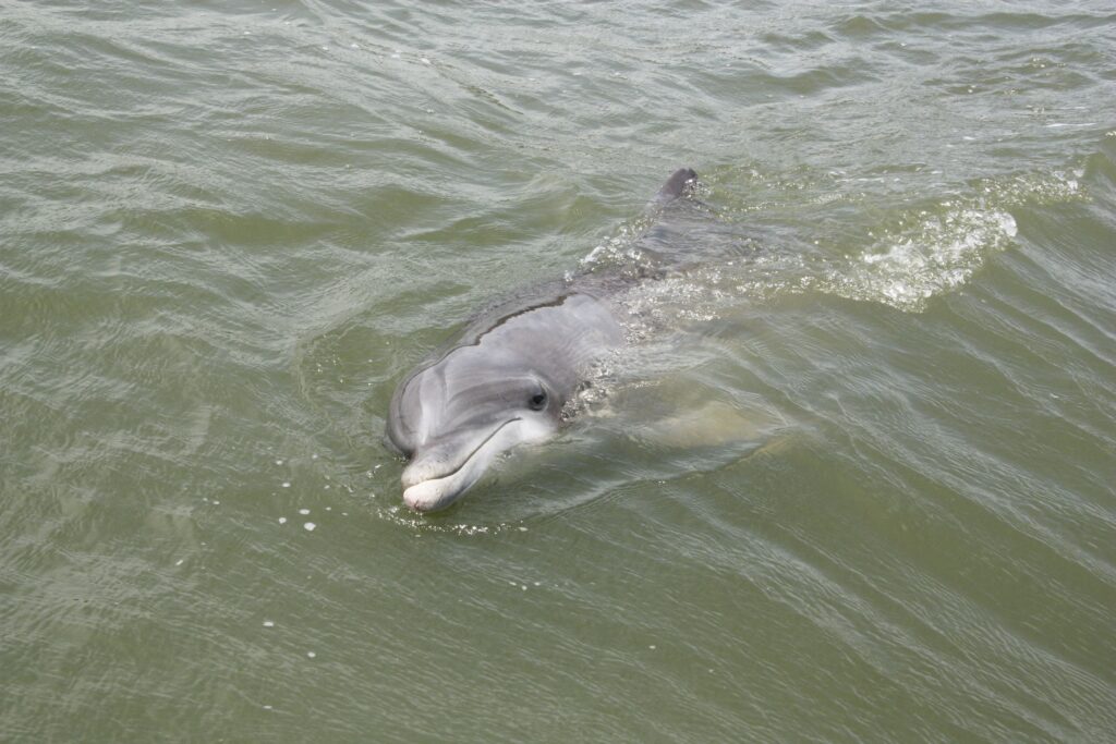 Dolphin cruise hilton head