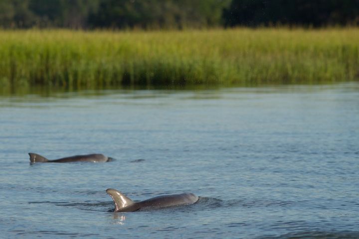 Dolphins fins out of water